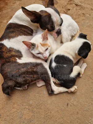 Female Purebred Boston Terrier, 3-6 Months