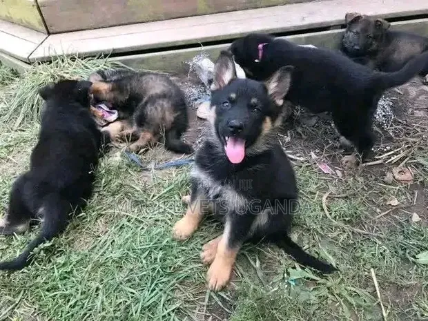1-3 Month Old Male Purebred German Shepherd Puppy - 1