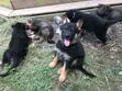 1-3 Month Old Male Purebred German Shepherd Puppy - 1