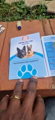 1-3 Month Old Male Purebred German Shepherd Puppy - 2