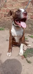 American Pit Bull Terrier Puppy, 3-6 Months - 1