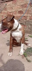 American Pit Bull Terrier Puppy, 3-6 Months - 2