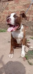 American Pit Bull Terrier Puppy, 3-6 Months - 3