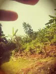 Plot for Sale in Bamunanika - 1