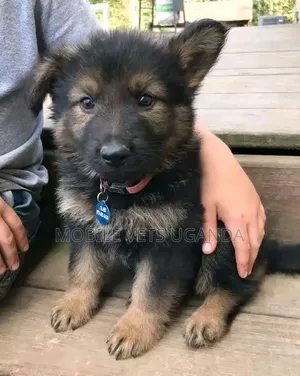 1-3 Month Male Purebred German Shepherd Puppy
