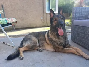 3-6 Month Female Purebred German Shepherd