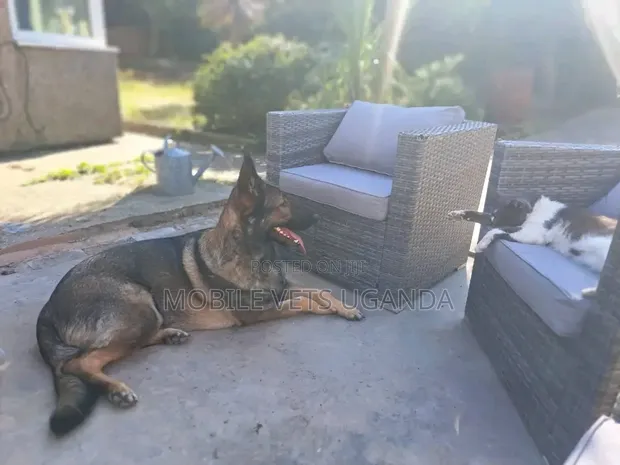 Female Purebred German Shepherd, 6-12 Months - 1
