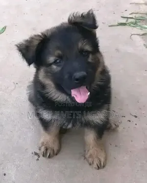 Purebred German Shepherd Puppy - 0-1 Month Male