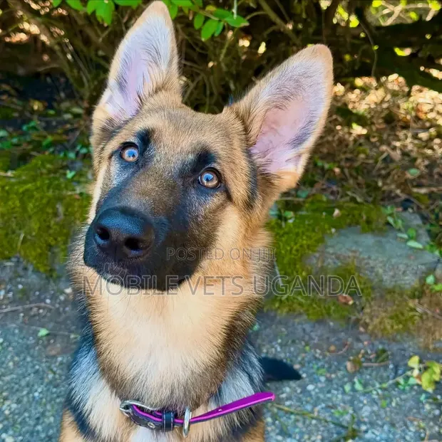 3-6 Month Female Purebred German Shepherd - 1