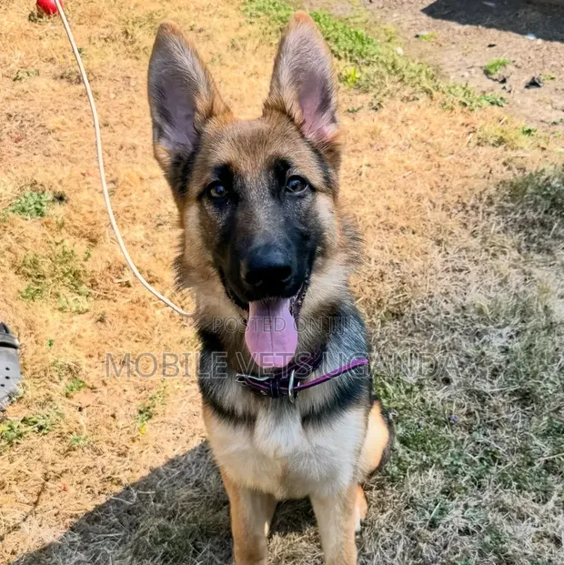 Female Purebred German Shepherd, 6-12 Months - 1