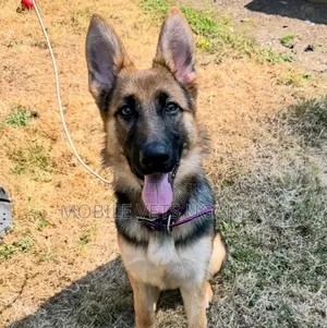 Female Purebred German Shepherd, 6-12 Months