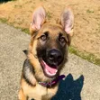 Purebred German Shepherd - Male, 1+ Year Old - 2