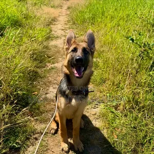 6-12 Month Male Purebred German Shepherd