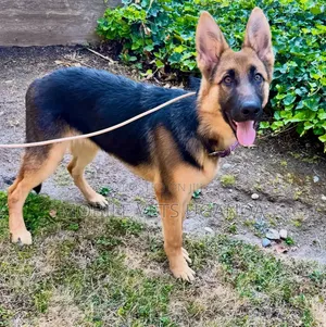 3-6 Month Male Purebred German Shepherd