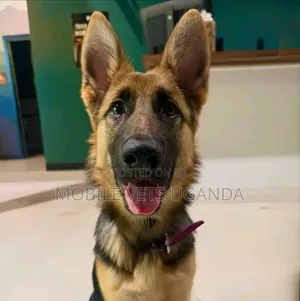 3-6 Month Male Purebred German Shepherd