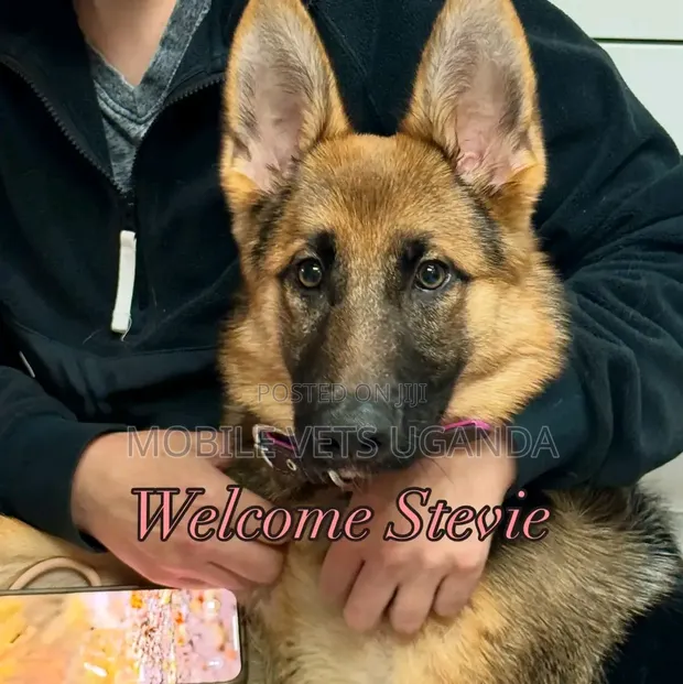 1-3 Month Male Purebred German Shepherd Puppy - 1