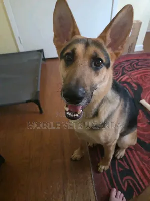 3-6 Month Male Purebred German Shepherd