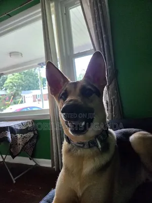6-12 Month Male Purebred German Shepherd