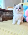 1-3 Month Old Male Purebred Ragdoll Kitten - 2