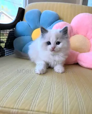 Female Purebred Ragdoll Kitten (1-3 Months)
