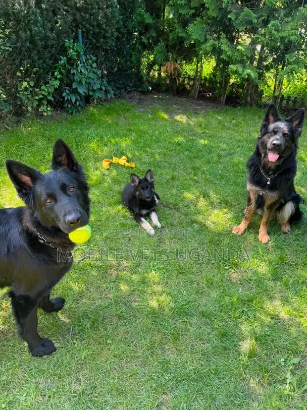 Female German Shepherd, 6-12 Months - 1