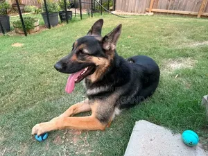 6-12 Month Male Purebred German Shepherd