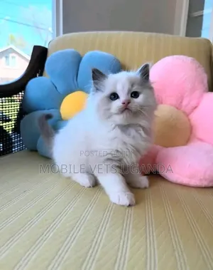 1-3 Month Old Male Purebred Ragdoll Kitten