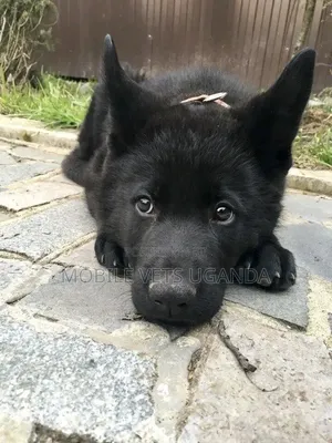 1-3 Month Male Purebred German Shepherd Puppy