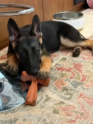 1-3 Month Male Purebred German Shepherd