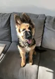 Female Purebred German Shepherd Puppy (1-3 Months) - 2