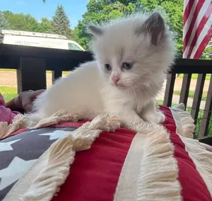 Male Ragdoll Kitten (0-1 Month)