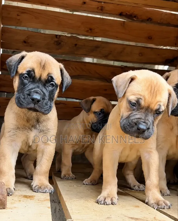 Purebred Boerboel Puppies (1-3 Months Old) - 1