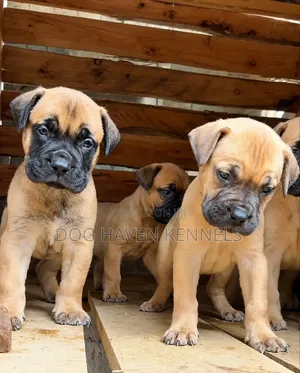 Purebred Boerboel Puppies (1-3 Months Old)