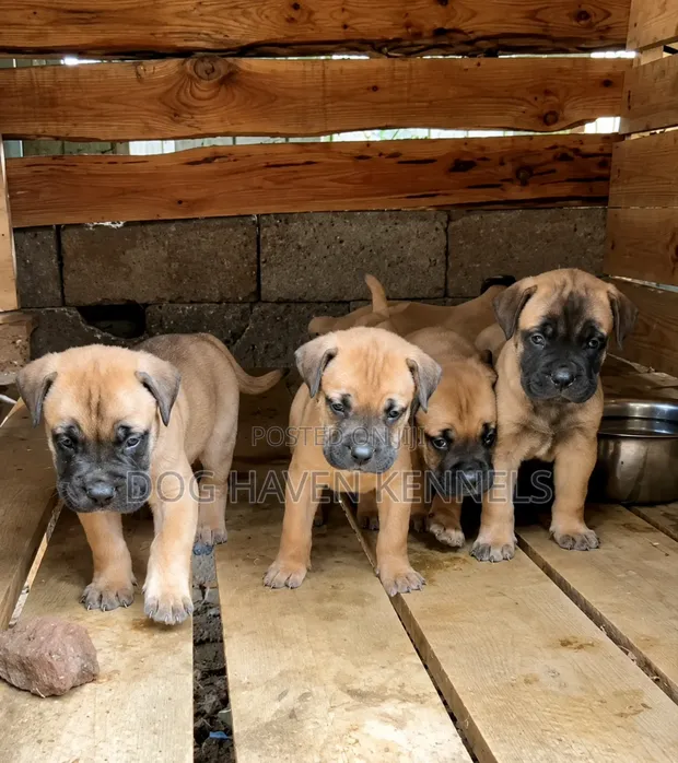 Female Purebred Boerboel Puppy (1-3 Months) - 1