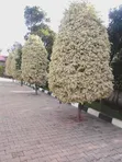 Compound Designing, Landscaping & Artwork Services - 2