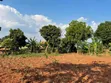 Plot for Sale in Kira-Kimwanyi - 1