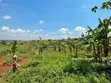 Plot for Sale in Kira-Kimwanyi - 3