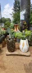 Compound Design, Maintenance & Landscaping Services - 1