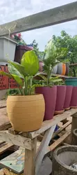 Compound Design, Maintenance & Landscaping Services - 4