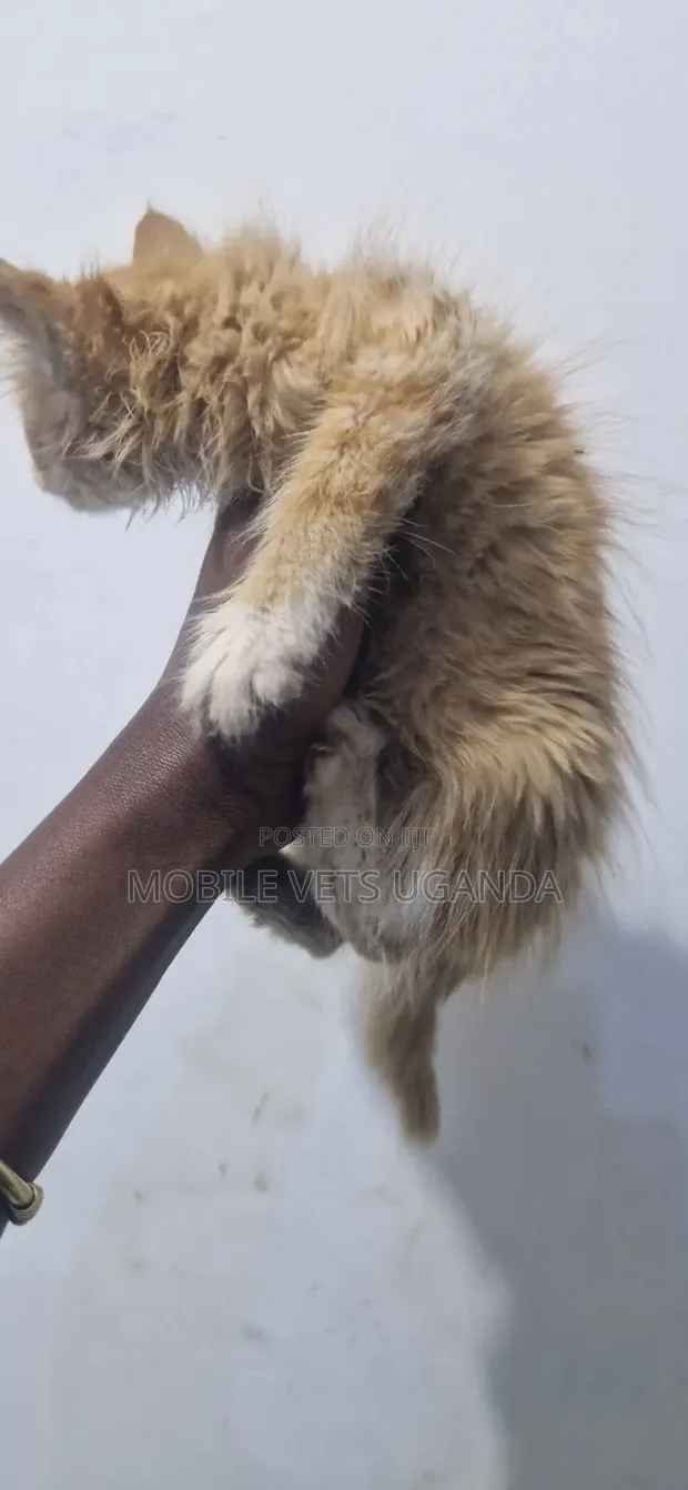 Purebred Male Maine Coon Kitten (1-3 Months) - 1