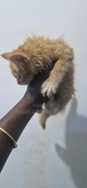Purebred Abyssinian Kitten - 1-3 Months Male