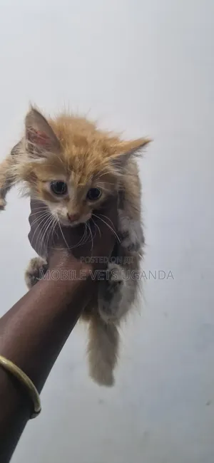Purebred Bombay Kitten - 1-3 Months Old