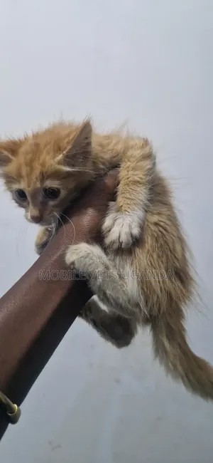 Female Purebred Exotic Kitten, 0-1 Month