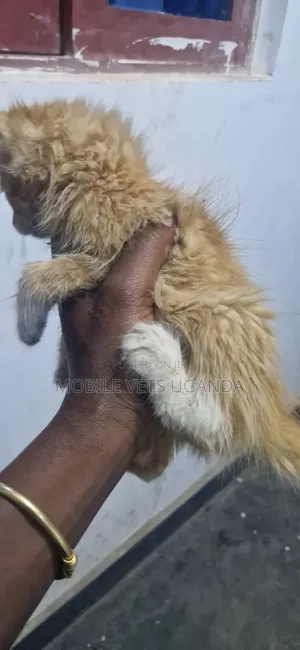 Male Exotic Kitten (0-1 Month)