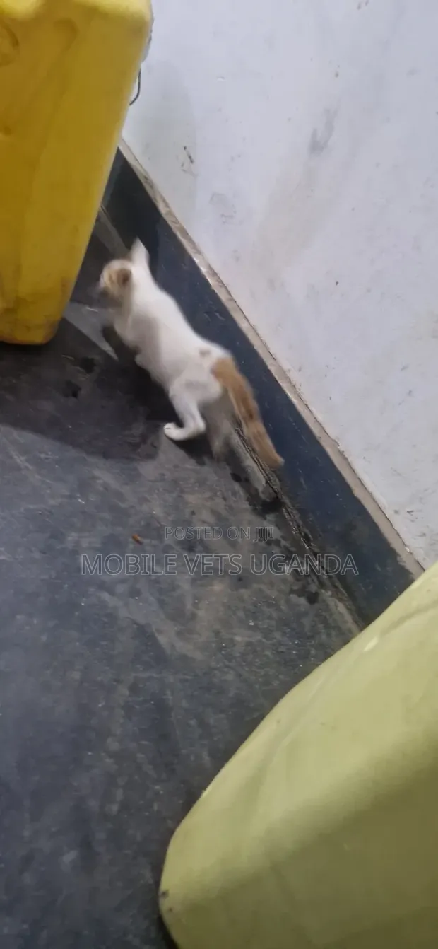 1-3 Month Old Male Purebred Birman Kitten - 1