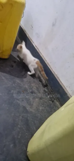 1-3 Month Old Male Purebred Birman Kitten