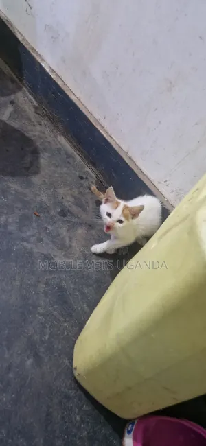 Male American Bobtail Kitten (0-1 Month)