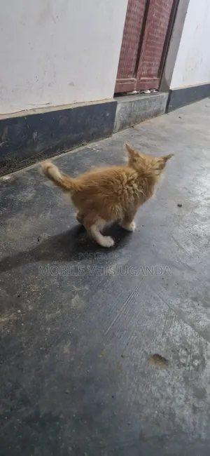 Male Mixed Breed Persian Kitten, 1-3 Months