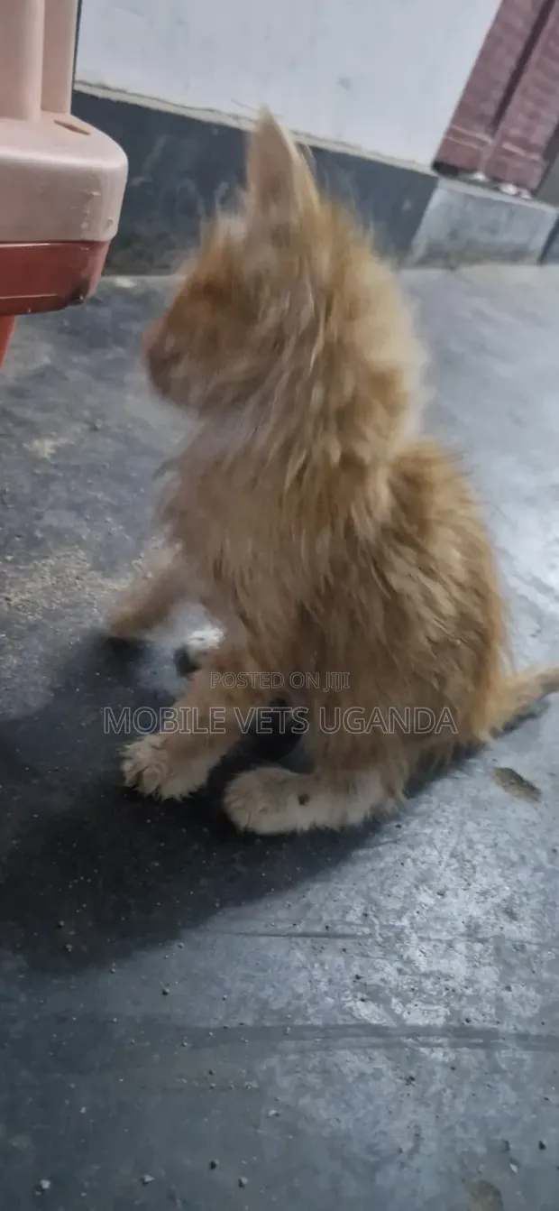 Female Mixed Breed Persian Kitten (1-3 Months) - 1