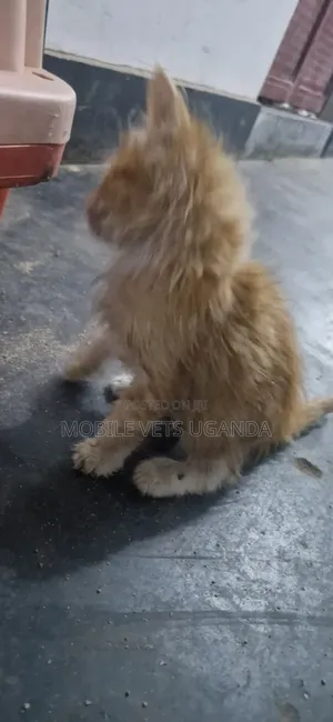 Female Mixed Breed Persian Kitten (1-3 Months)